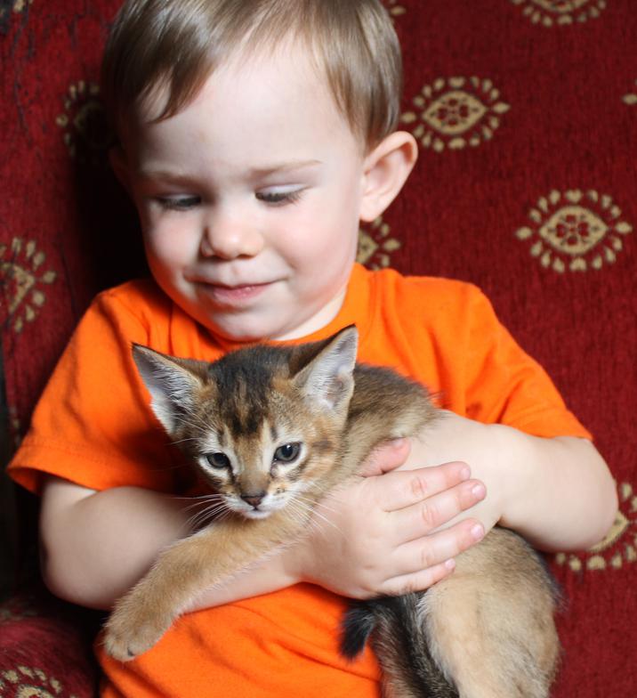 Little boy holding a kitten 